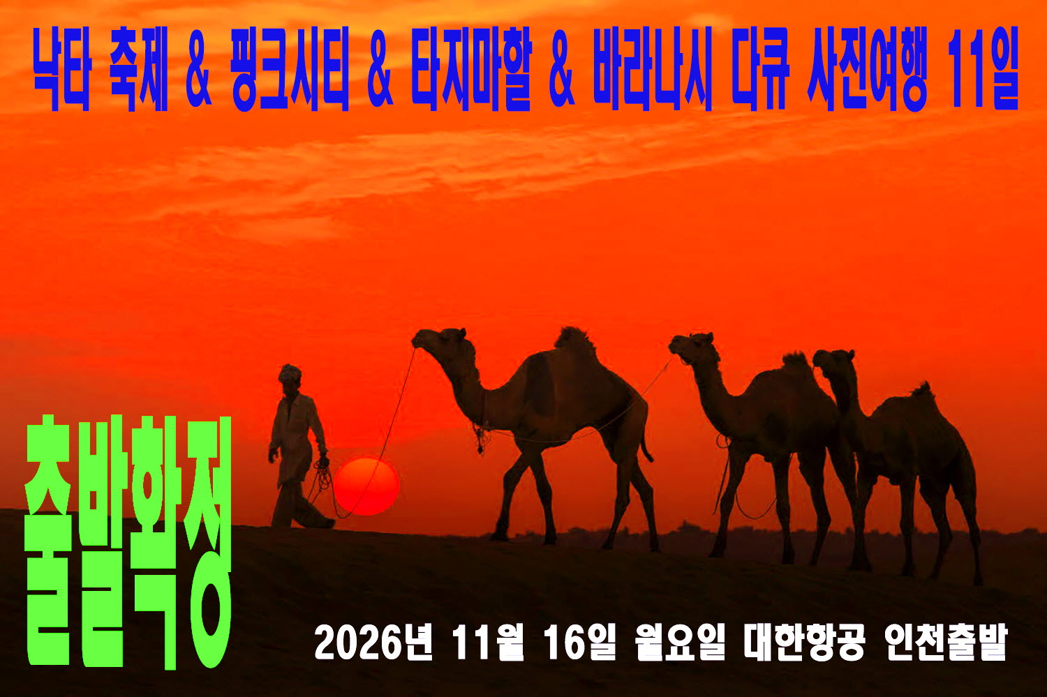 1116-낙타